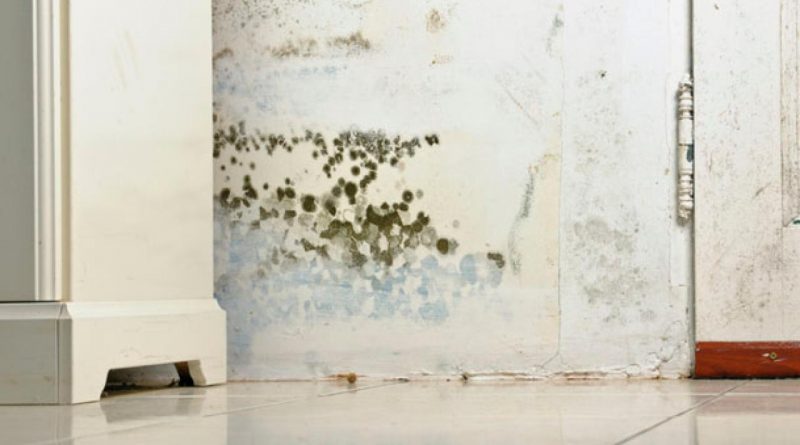 Mold in Walls