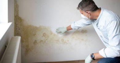 Homeowner’s and Renter’s Guide to Mold Cleanup