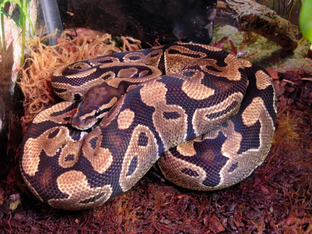 ball pythons for sale