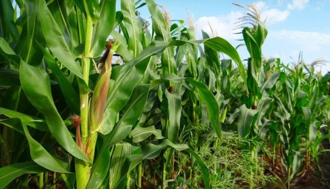 Understanding Organic Nematode Control: Role of Paecilomyces lilacinus in Soil Health