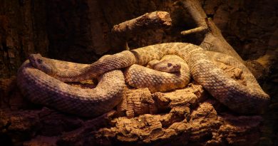 5 Interesting Facts about Rattlesnakes