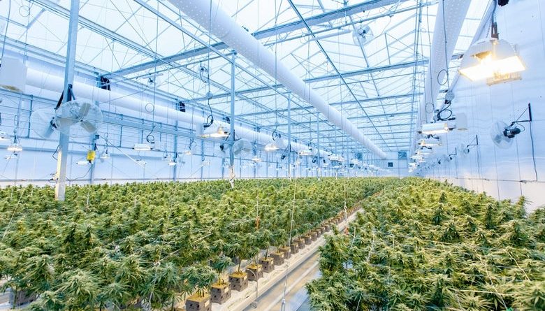 Marijuana Cultivation in Hard Climates