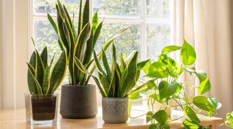 8 Colorful Houseplants for the Bedroom