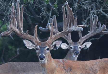 Advantages You Can Get by Deer Farming