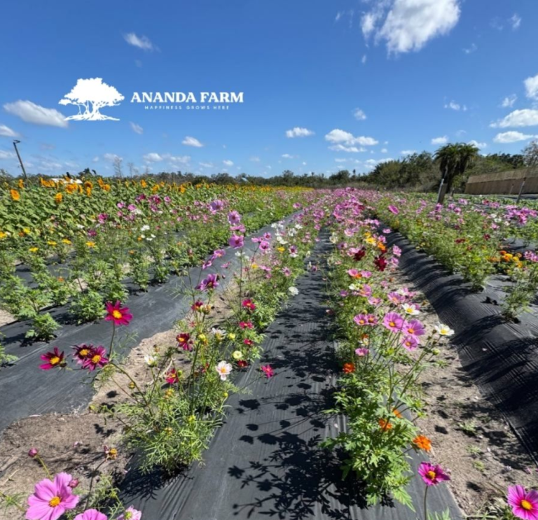 Ananda Farms Flourishes Again A Florida Agricultural Comeback After the 2024 Hurricane Season
