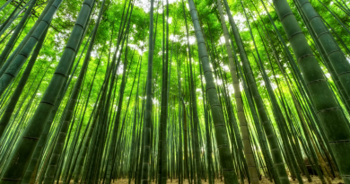 Bamboo Material