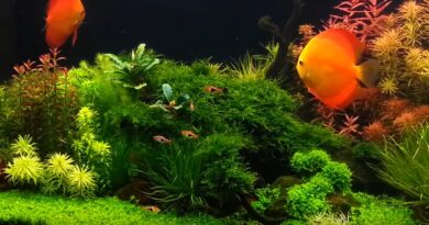 Betta Tank Water Change 101: Everything You Need to Know About Replacing Tank Water