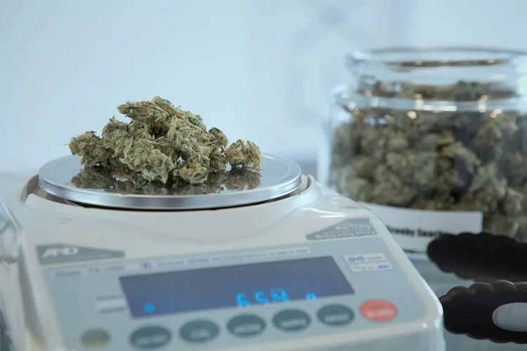 Cannabis