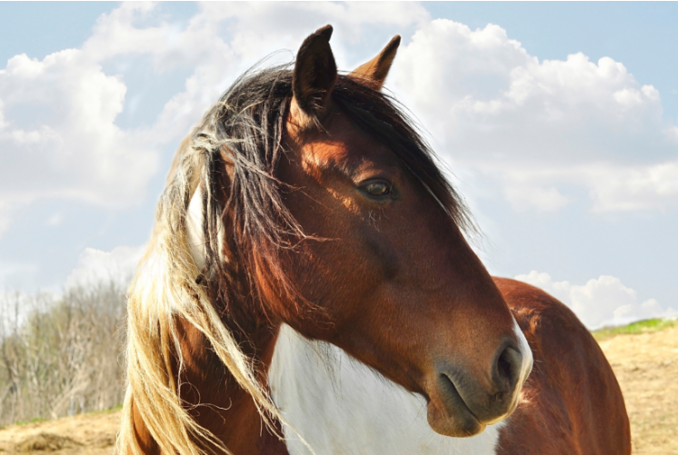 How Inflammatory Conditions Affect Joint Health in Horses – TIME BUSINESS NEWS