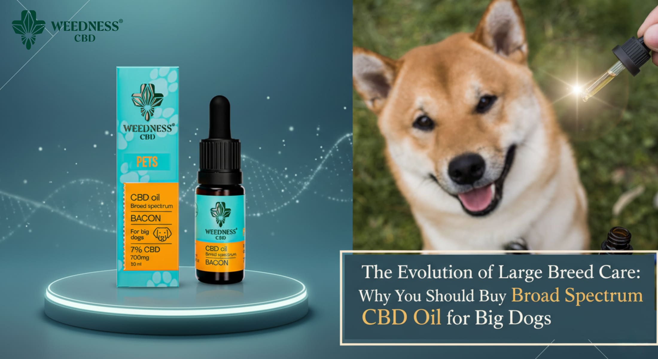Buy broad spectrum CBD oil for big dogs