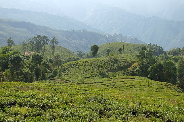 Darjeeling