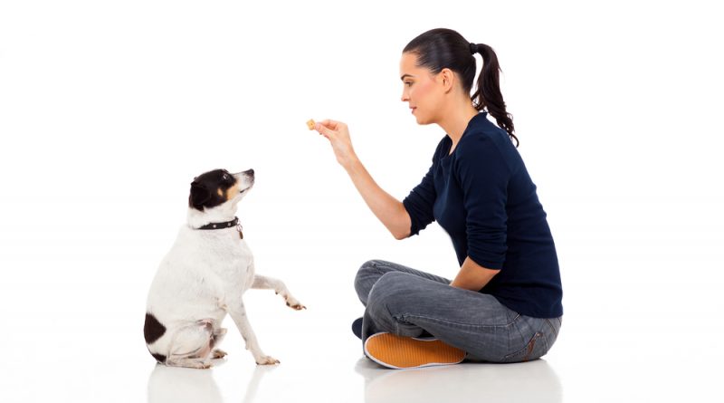 5 Reasons Dog Training is the Best Option for Your Puppy