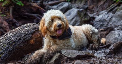6 Qualities to Look for in a Premier Goldendoodle Breeder