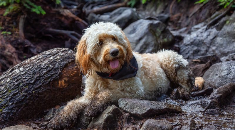 6 Qualities to Look for in a Premier Goldendoodle Breeder