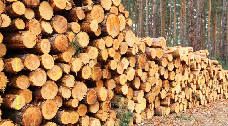 A Guide for How the Timber Harvesting Process Occurs