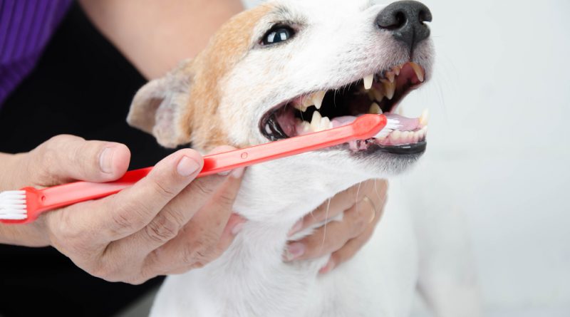 Top 5 Dental Care Tips for Your Pets