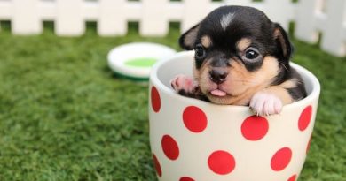 Do Teacup dogs bark a lot?