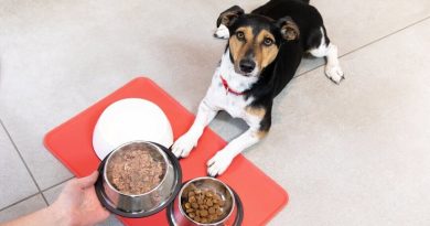 Health Tip for Pet Owners: Vet Visits and What You Need to Know About Your Dog's Food