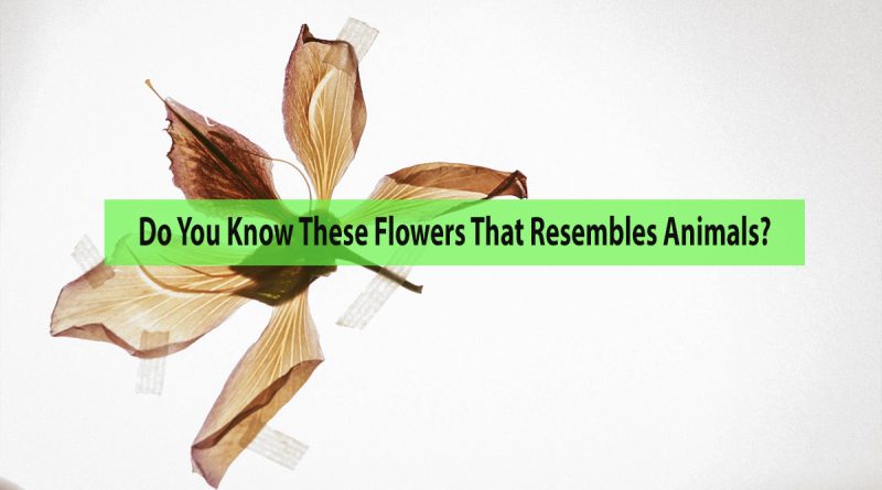 Flowers That Resembles Animals