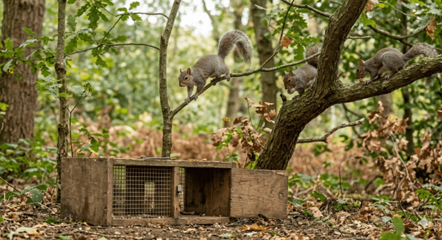 Grey Squirrel