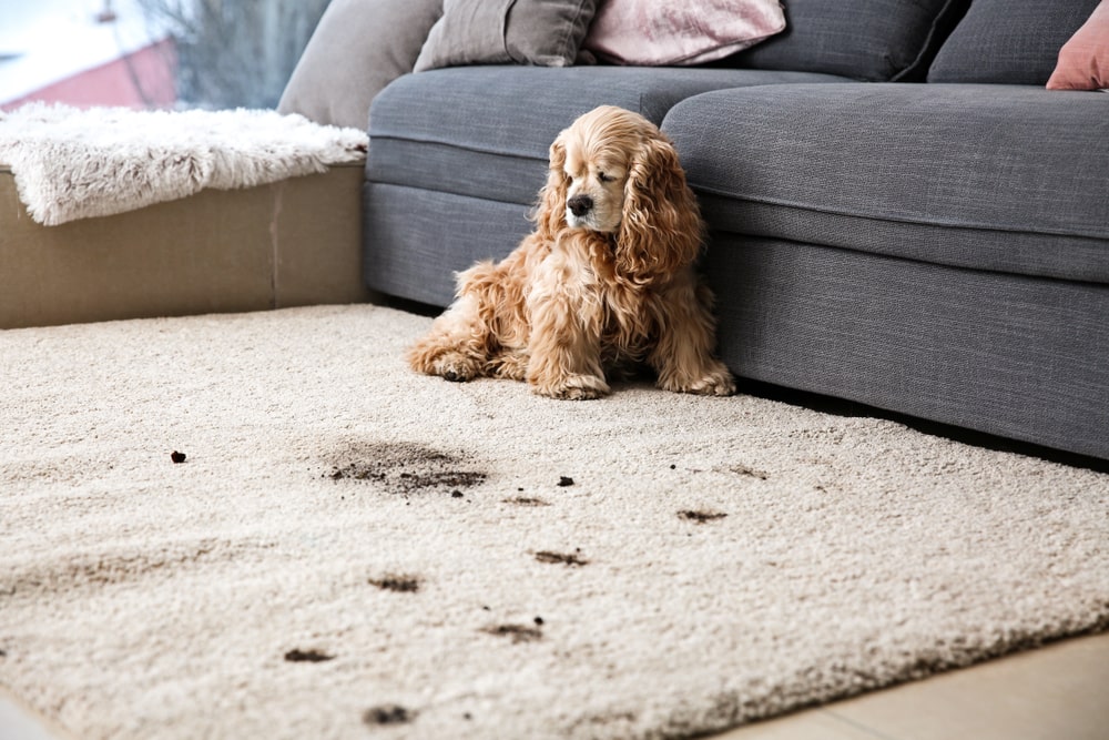 Carpet Cleaning Botany - Pets Stains Removal