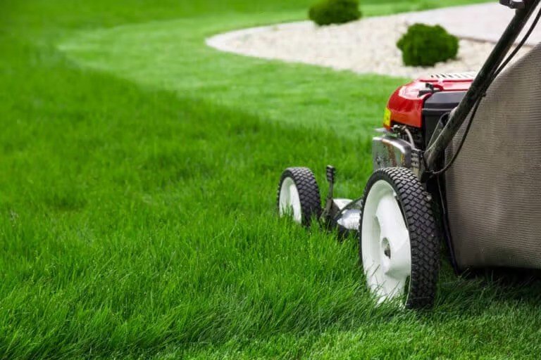 Lawn Disease