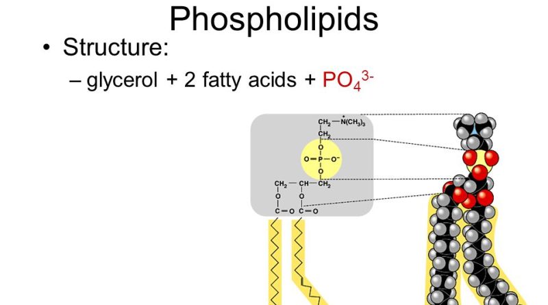 Phospholipids Market
