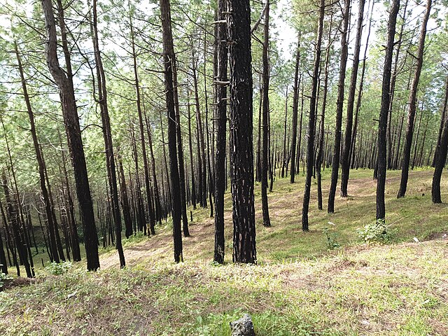 Ranikhet