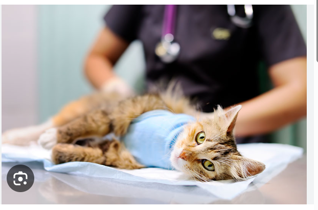Veterinary Surgery And Its Role In Animal Care