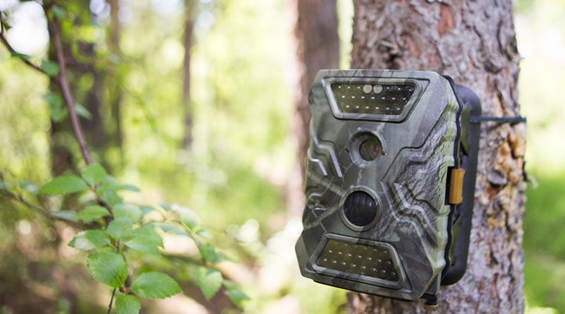 Stripping Some Misconception About The Trail Cameras