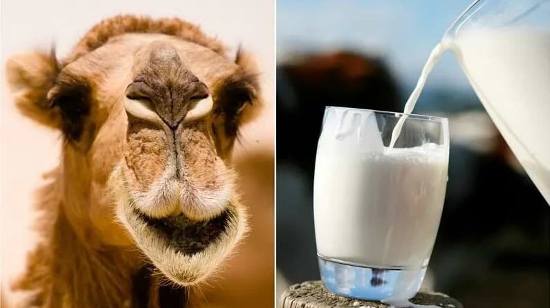 Surprising perks of camel milk