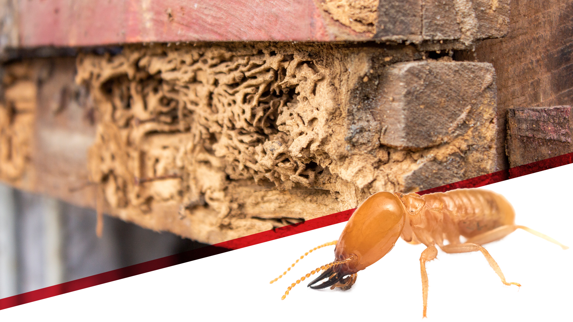 Secure Your Home for Decades Why Termite Inspections Matter