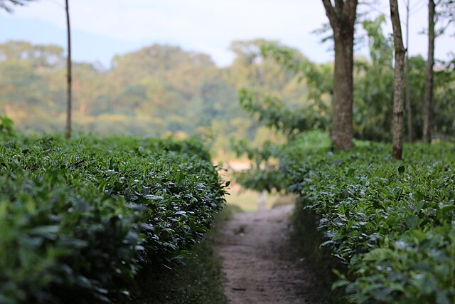 Dooars is Best Hill Stations in West Bengal