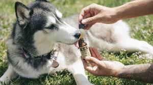 Tips On Buying CBD Oil For Dogs
