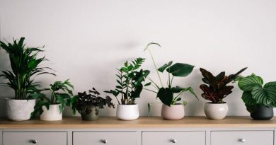 Top 5 Easy Tips to Grow House Plants