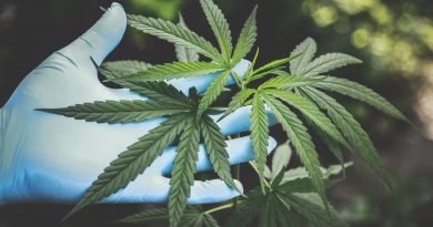 Top 5 Health Benefits of Cannabis