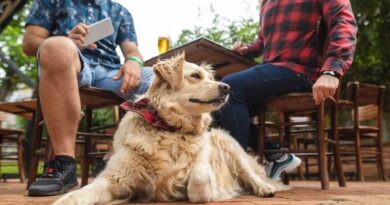 Top 7 Off-Leash Dog Park Tips