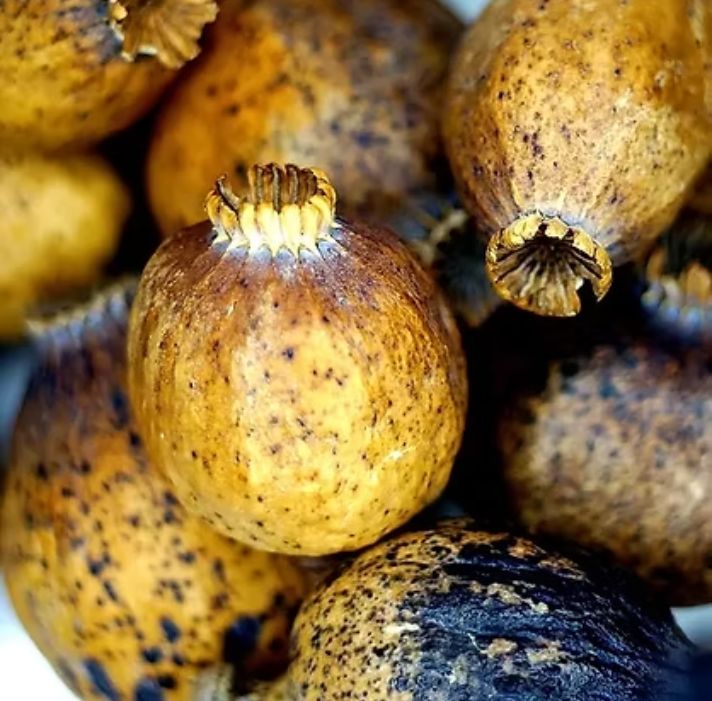 Traditional and Modern Applications of Poppoy Pods Dried