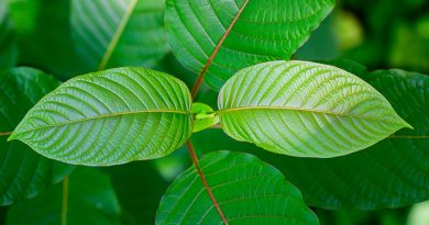 What Are The Effects And Uses Of Kratom