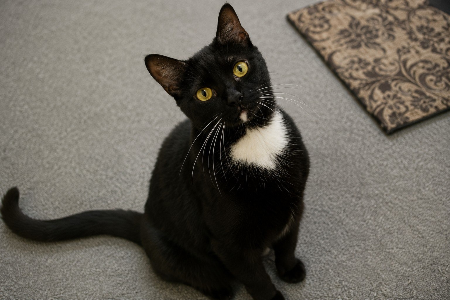 Elon Musk Adopts Domestic Short Hair Cat