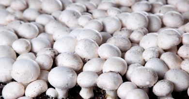 Why is a good mushroom growing farm equipment essential to its success?