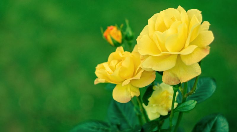 Yellow rose FLOWERS ON A FRIENDSHIP DAY