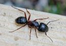 a-complete-guide-to-effective-carpenter-ant-control