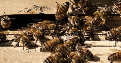 How to dispose of honey bees without hurting them?