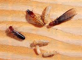 Tips to Prepare for a Termite Inspection