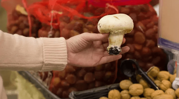 Magic mushrooms for sale