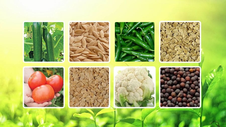 Vegetable Seeds in Pakistan