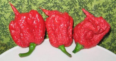 World’s Hottest Chilli from Seed