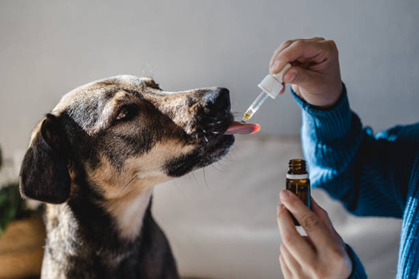 Naturally Calm Canine Wellness: Discover ResolveCBD’s Gentle Relief