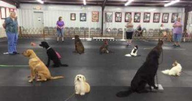 dog training Fayetteville NC